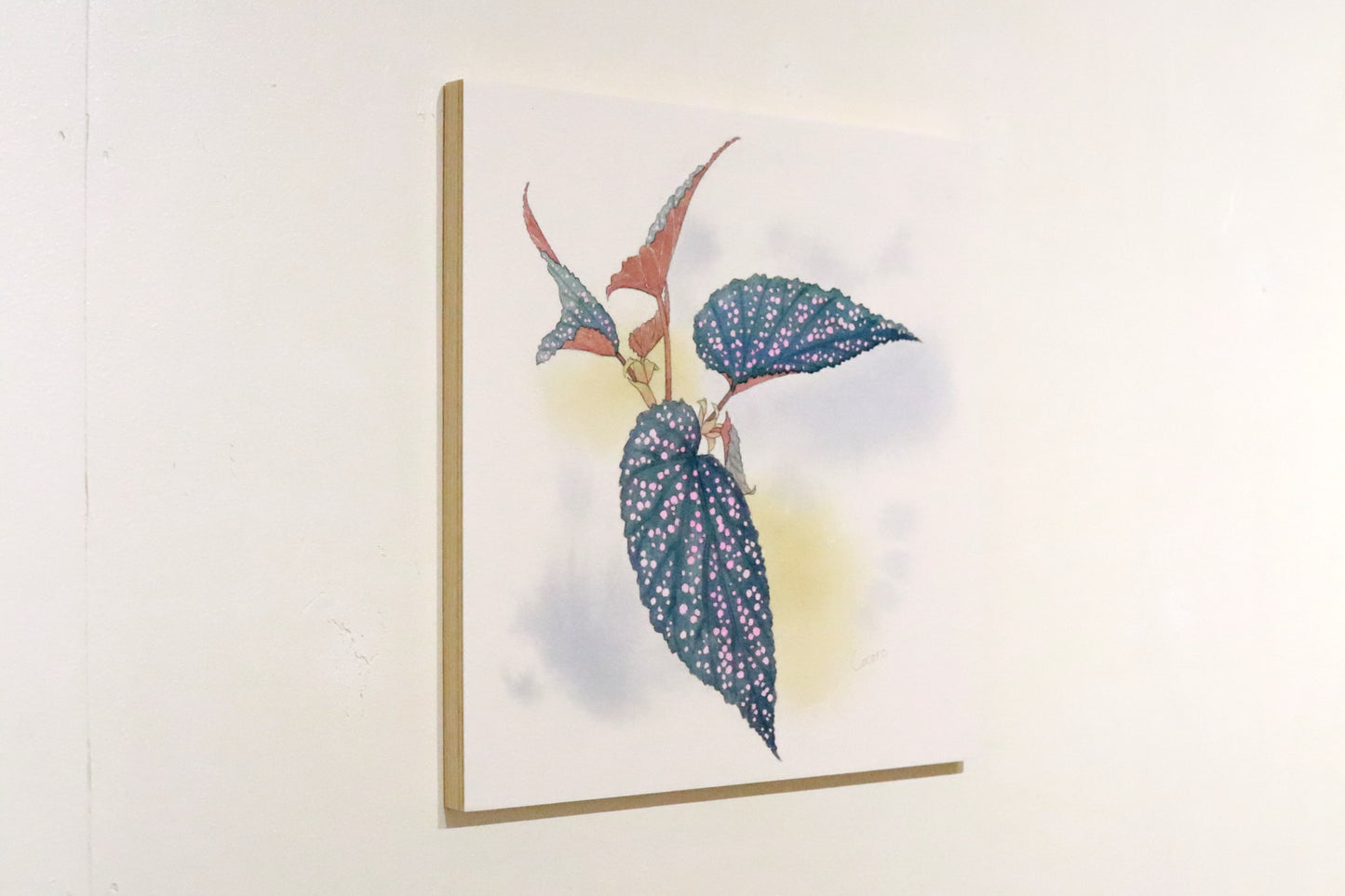 原画★木立性ベゴニア　Benigo　Bタイプ　20×20cm