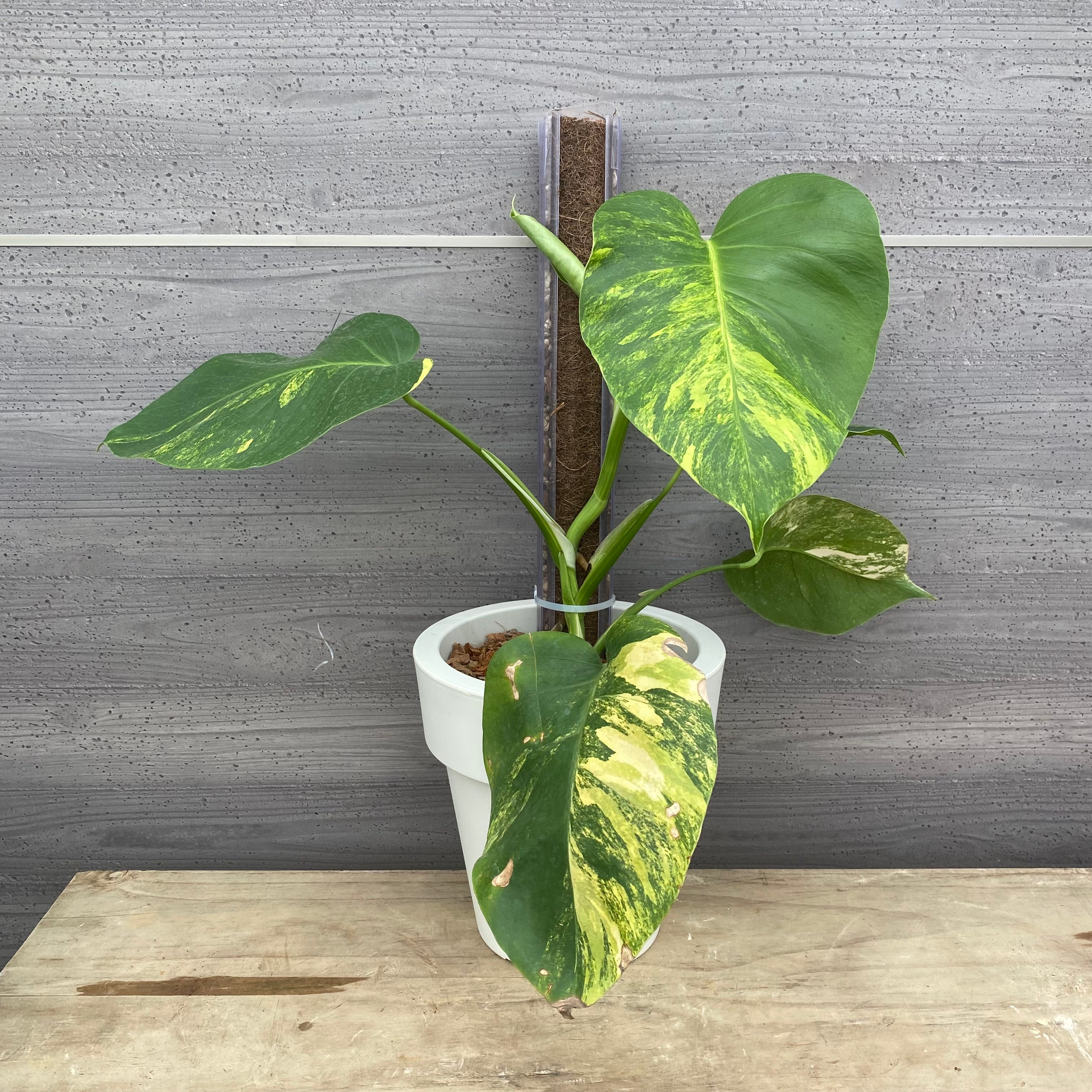 モンステラ特集 – 植物家族