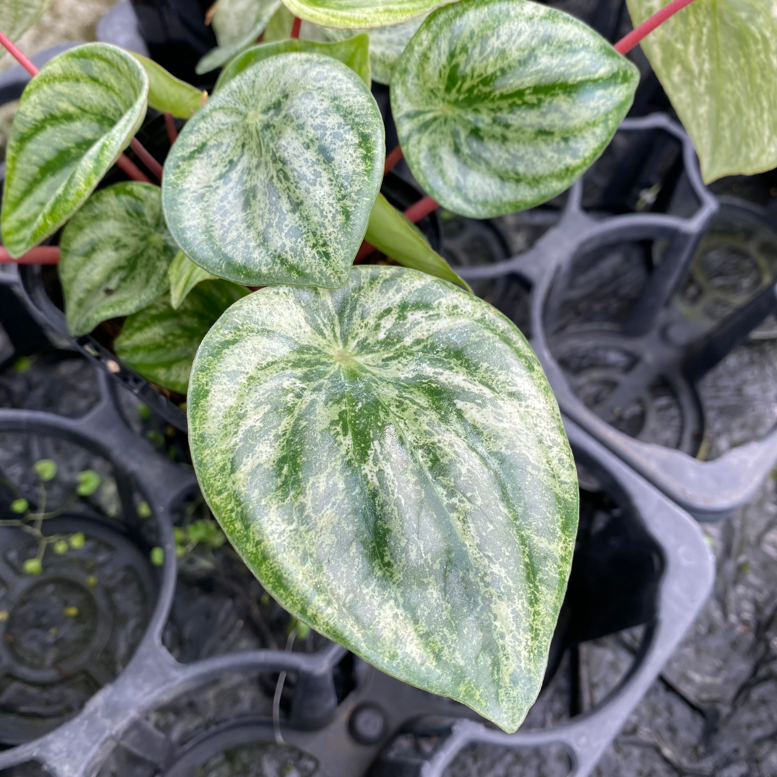 Pickup 全ての商品 – 植物家族