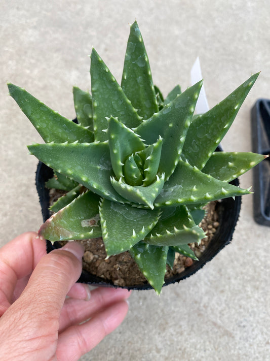 No.28017　アロエ　4号苗ポット