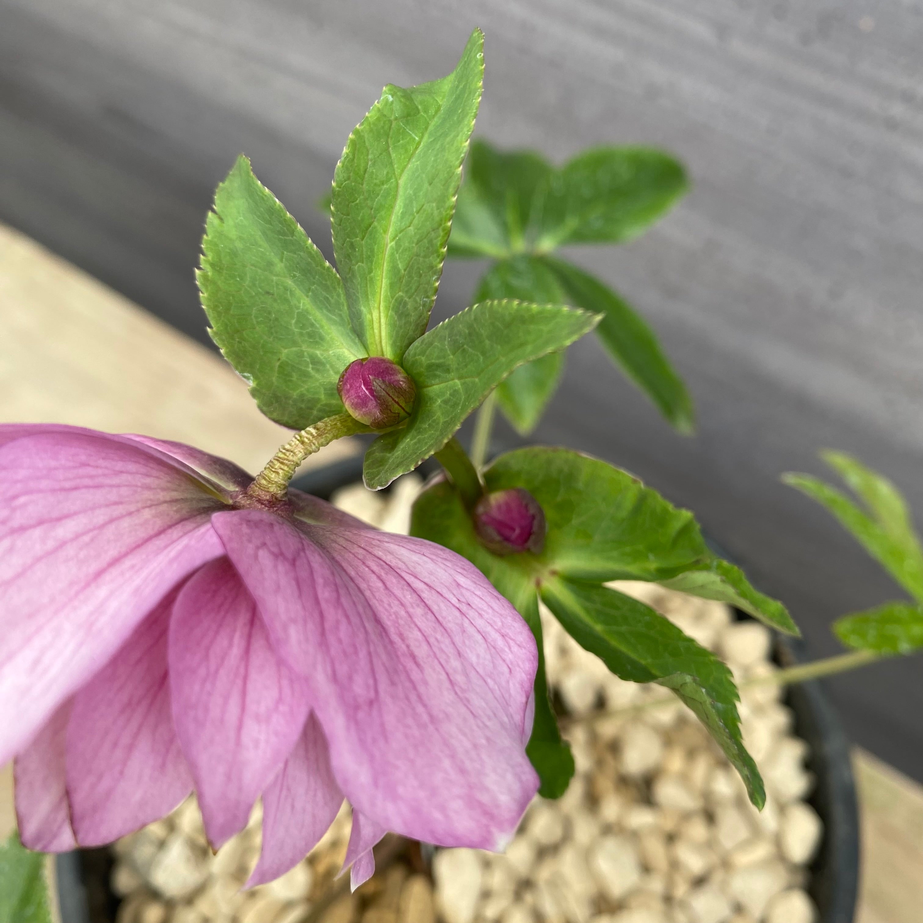 クリスマスローズ....その3 No.22023 クリスマスローズ 6号鉢 – 植物家族