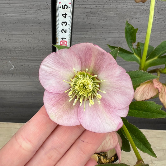 クリスマスローズ シングル咲