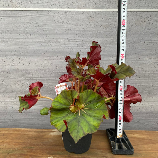 市場仕入れ即売会　No.25007　レックスベゴニア　スーパーノバ　4号鉢