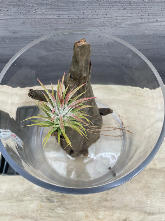 No.26007　ガラスベース/流木/ベラボンセット★アクアグループレゼント