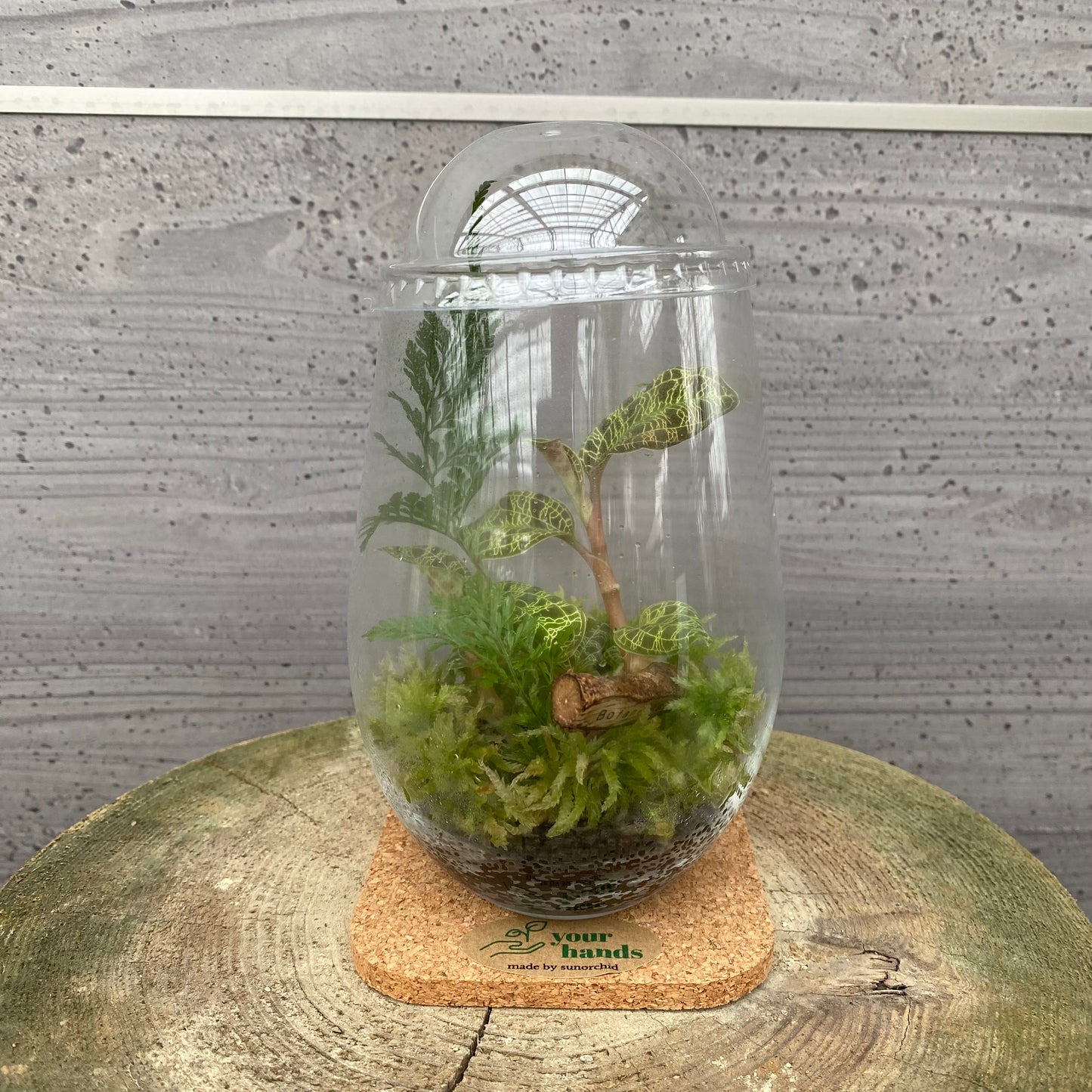 市場仕入れ即売会　No.25051　ジュエルオーキッド　テラリウム