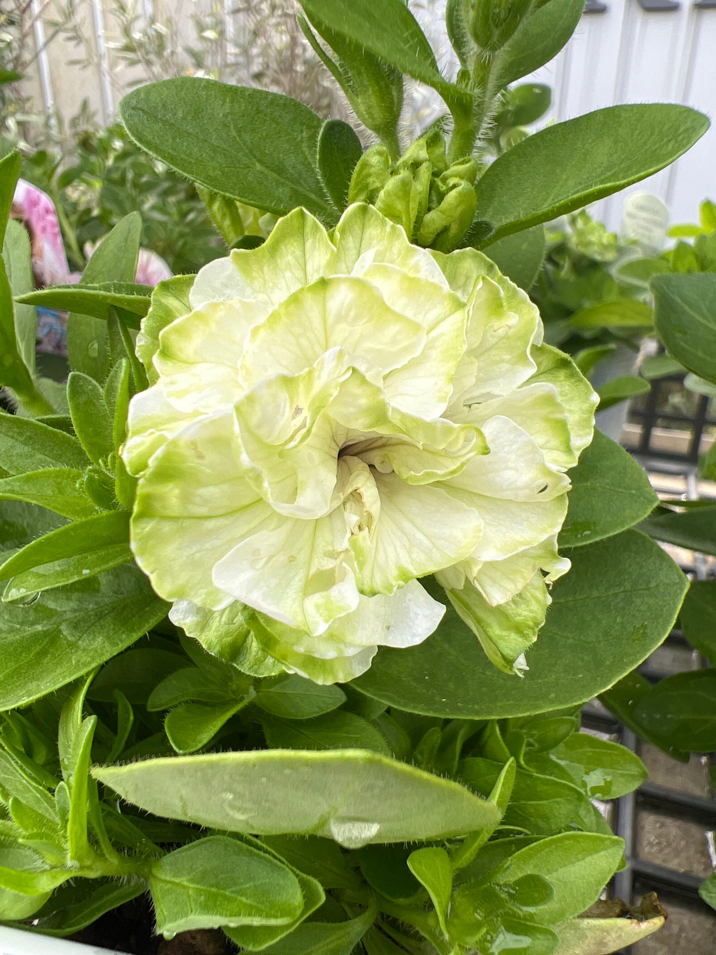 社長植栽★ペチュニア　メロンクリーム　5号白ポット