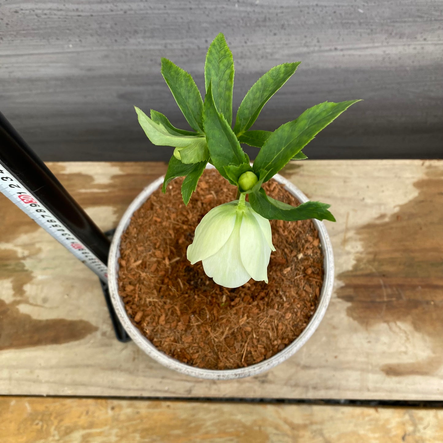 No.12012　クリスマスローズ　ホワイトゴールドプラ鉢