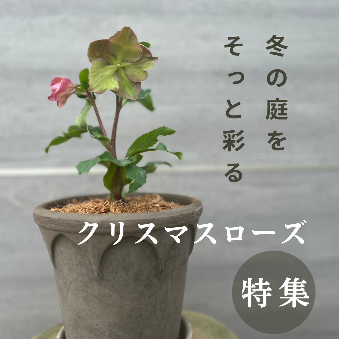 この時期だけの特別なクリスマスローズ。特別な一鉢をぜひ♪
