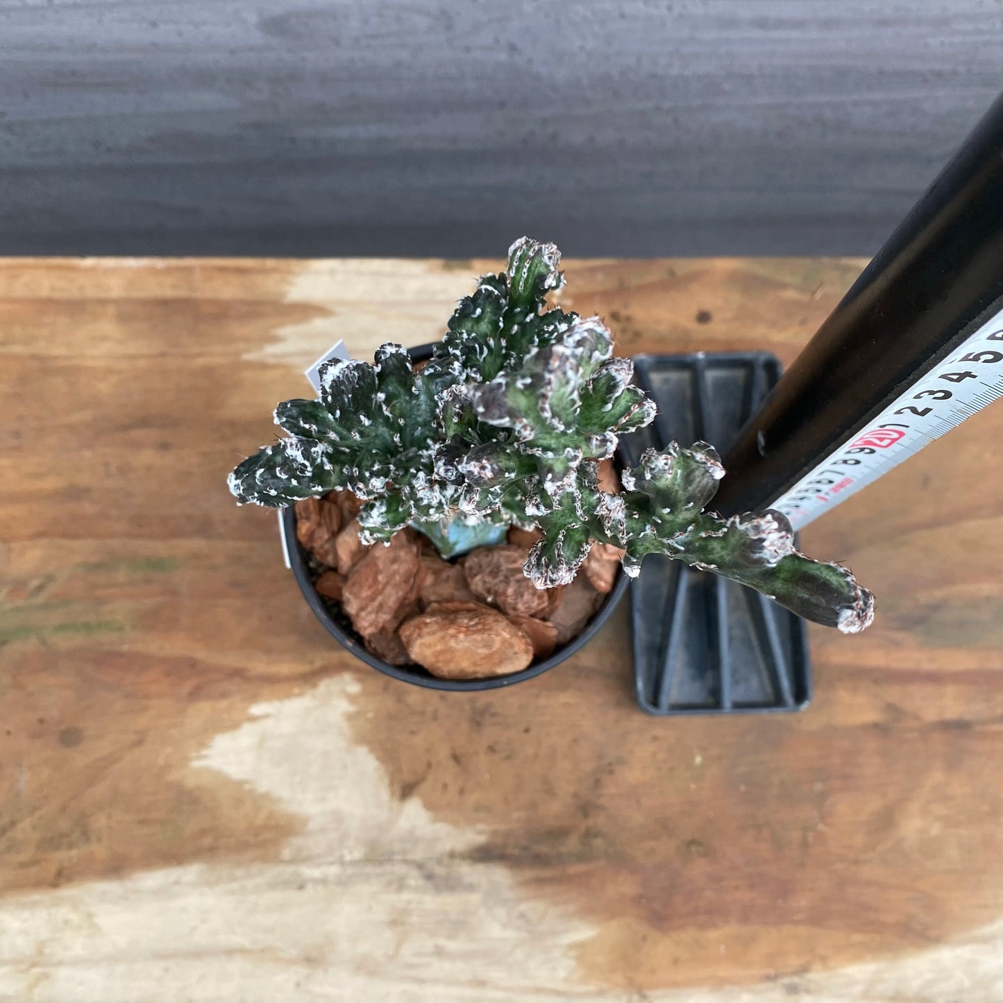 市場仕入れ即売会　No.25062　サボテン接ぎ木H　3号鉢