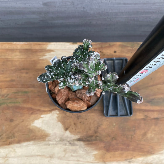 市場仕入れ即売会　No.25062　サボテン接ぎ木H　3号鉢