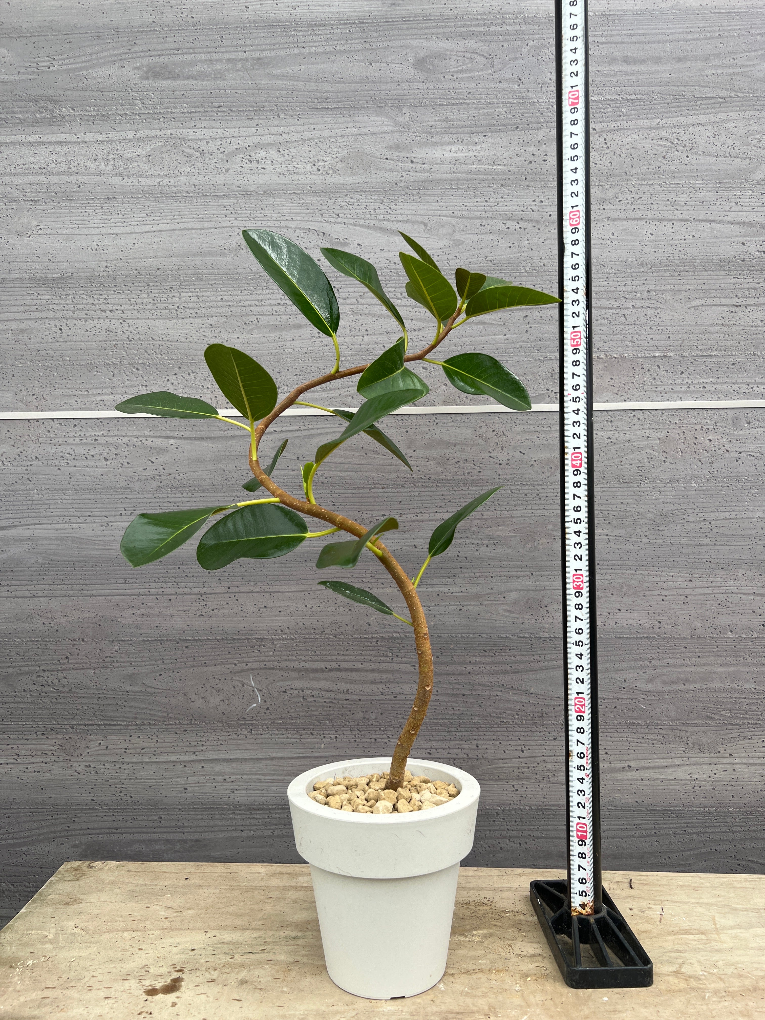 社長植栽☆フィカス ルビギノーサ（フランスゴム） 5号おすすめ白