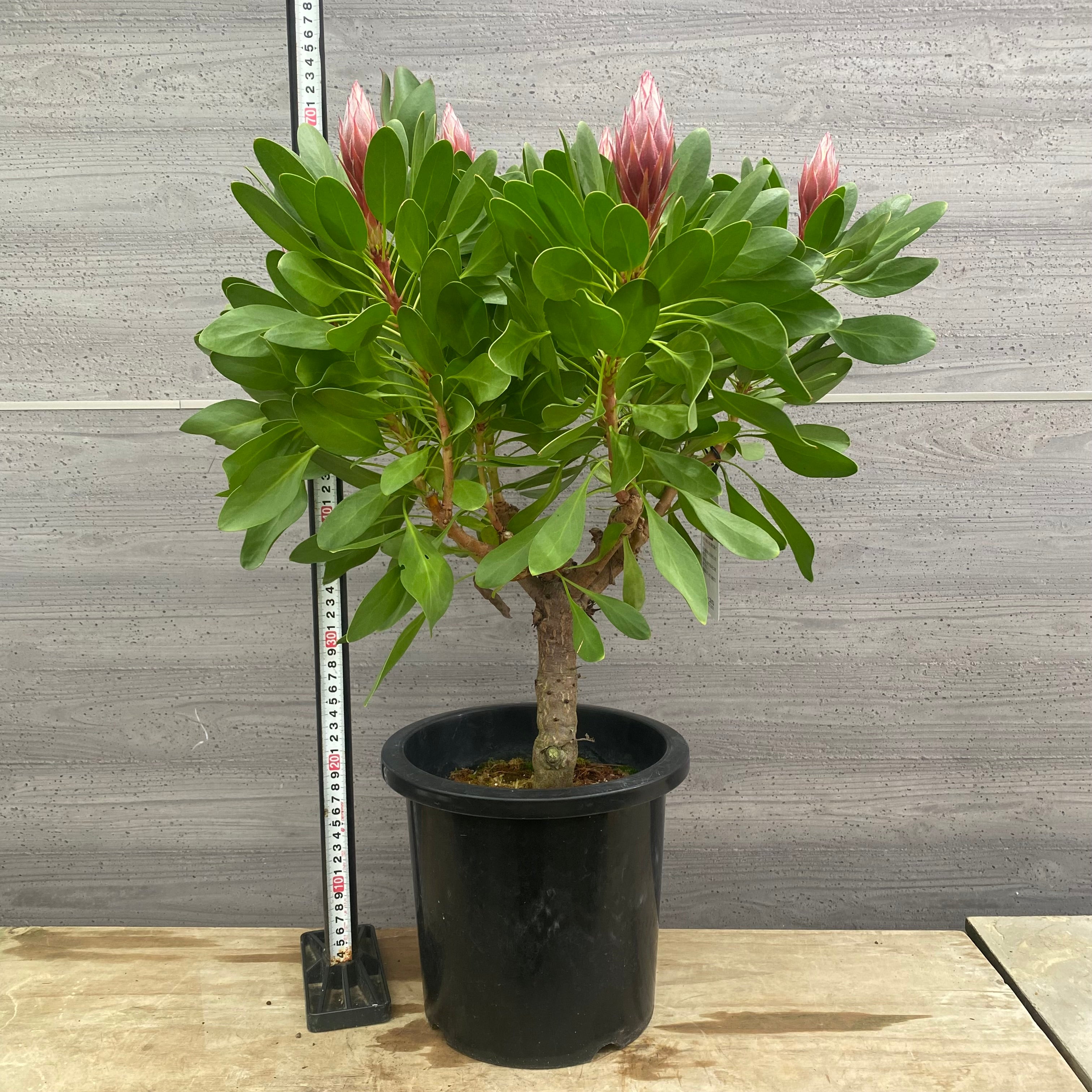 No.13022 キングプロテア リトルプリンス 8号鉢 – 植物家族