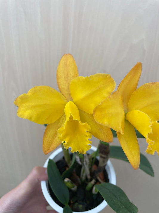 4/14 仕入れ即売会 No.011　ミニカトレア　3号鉢