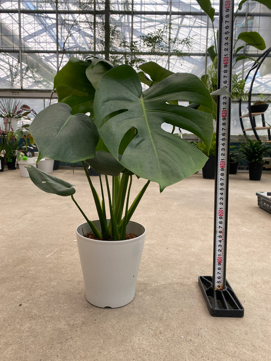 No.28004 モンステラ デリシオサ 5号鉢