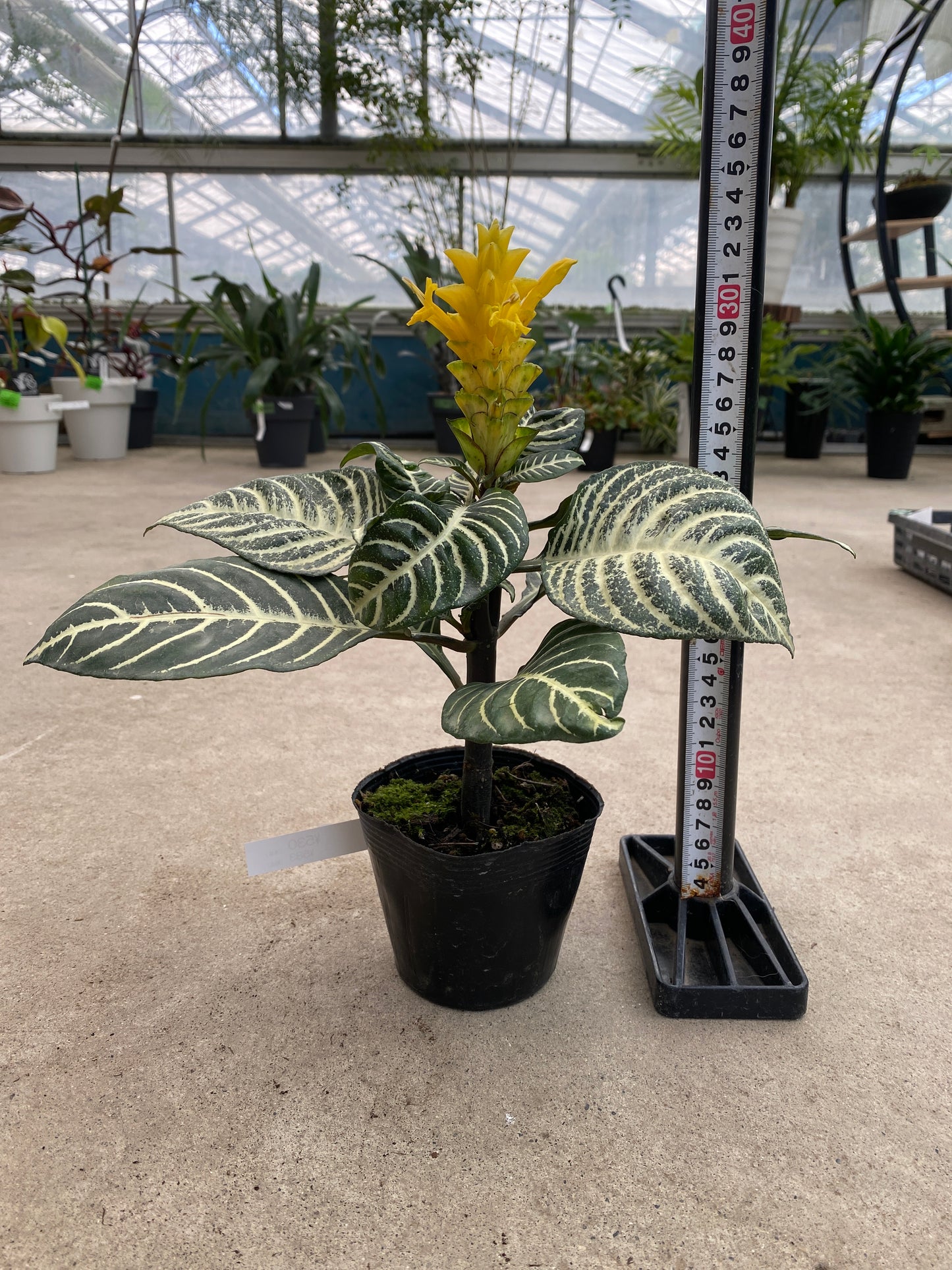 No.28008　アフェランドラ　ダニア　3.5号苗ポット