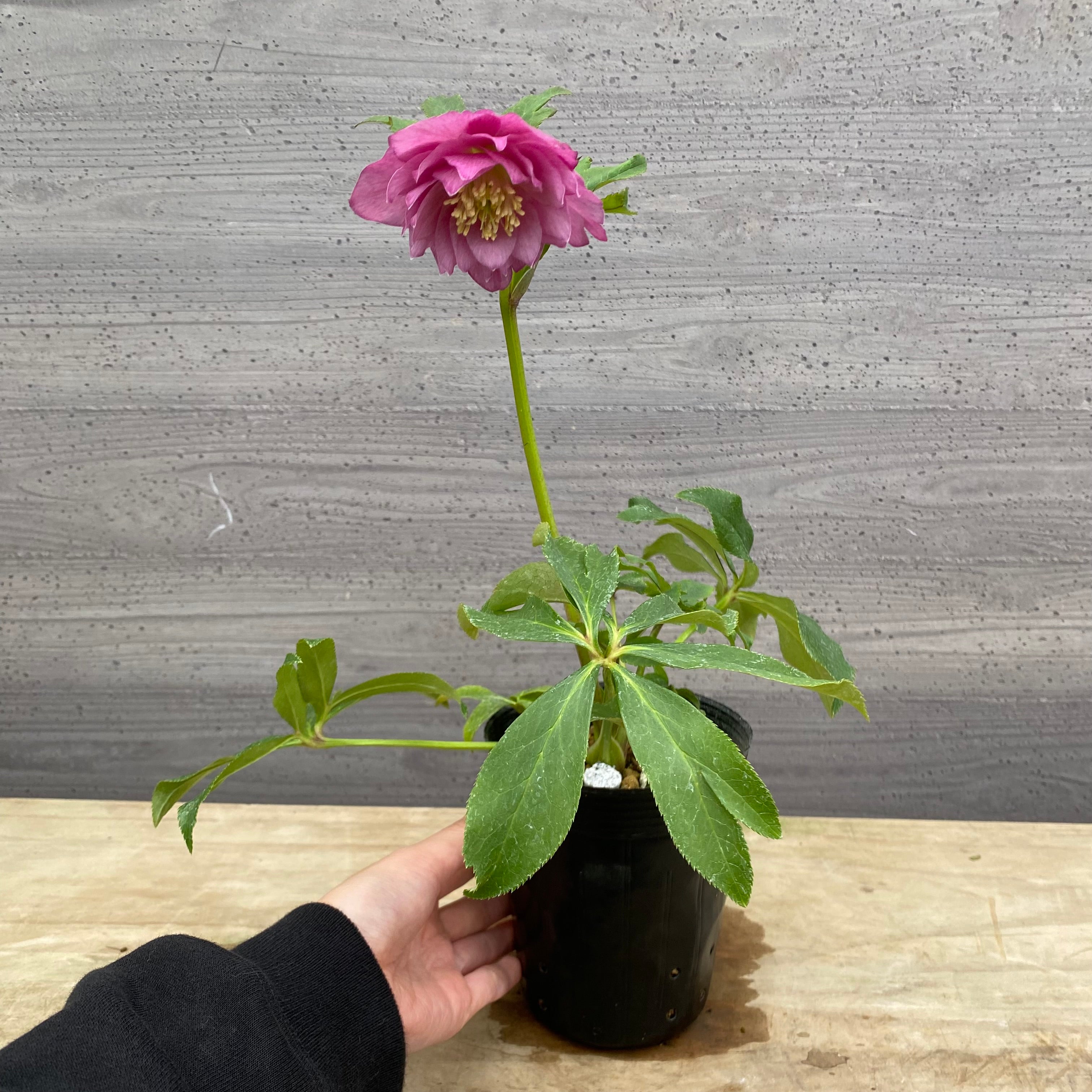 即売会 No.27094 クリスマスローズ ダブル咲き 3.5号苗ポット – 植物家族