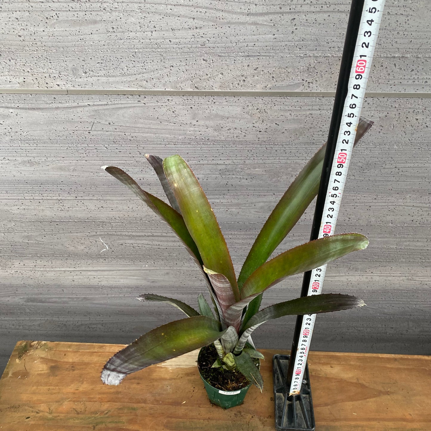 市場仕入れ即売会　No.25029　ビルベルギア　ビッタータ　3.5号鉢