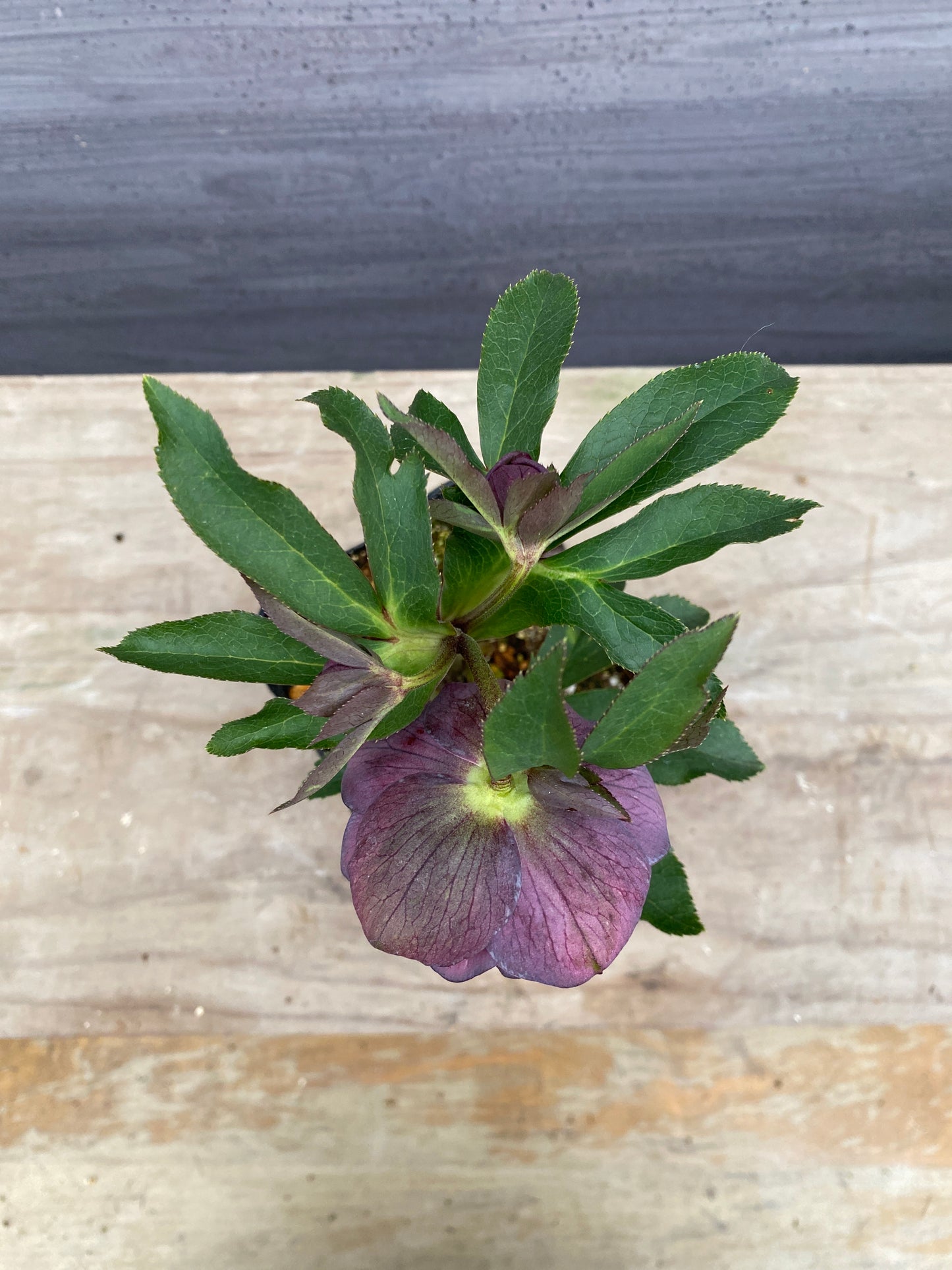 No.05108　横山園芸★クリスマスローズ　プリマドレス　5号苗ポット