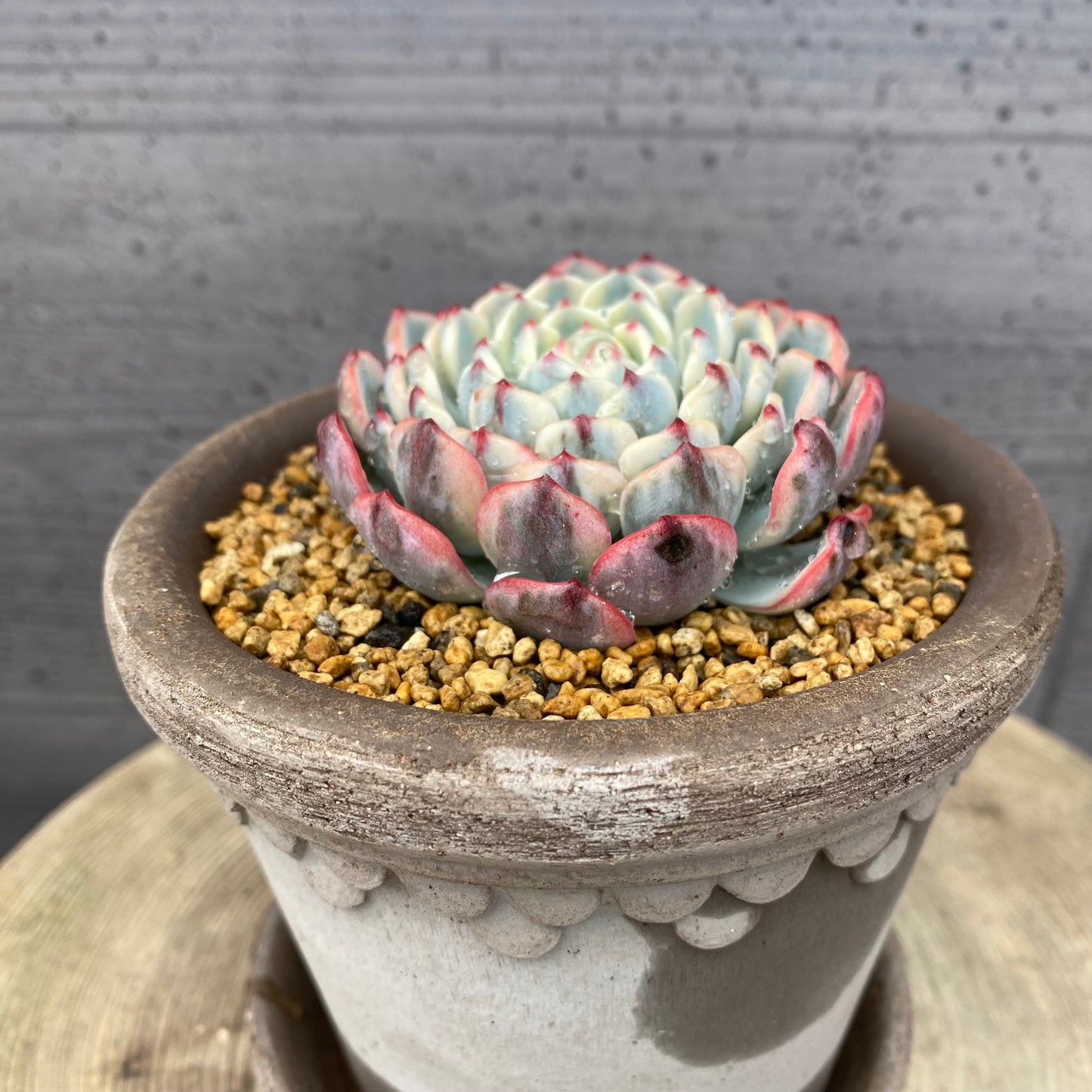 エケベリア　ホワイトミニマ錦　BERGS コペンハーゲン10