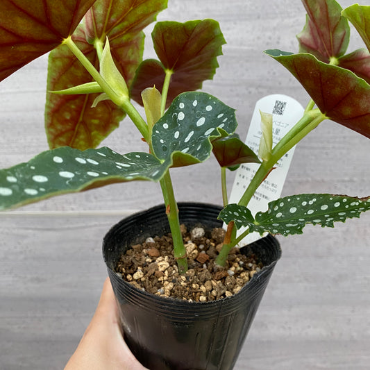 ★追加販売　花郷園★木立性ベゴニア　流れ星　