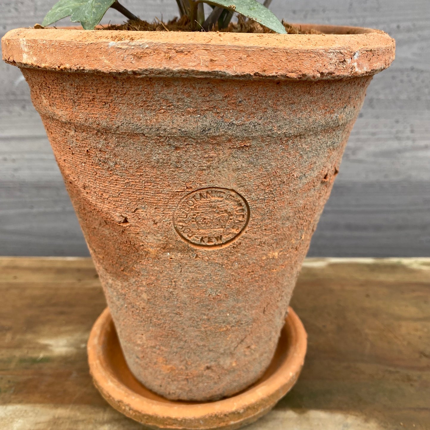 クリスマスローズ　リヴィダススレーティリーフ　キューガーデンポットレッド