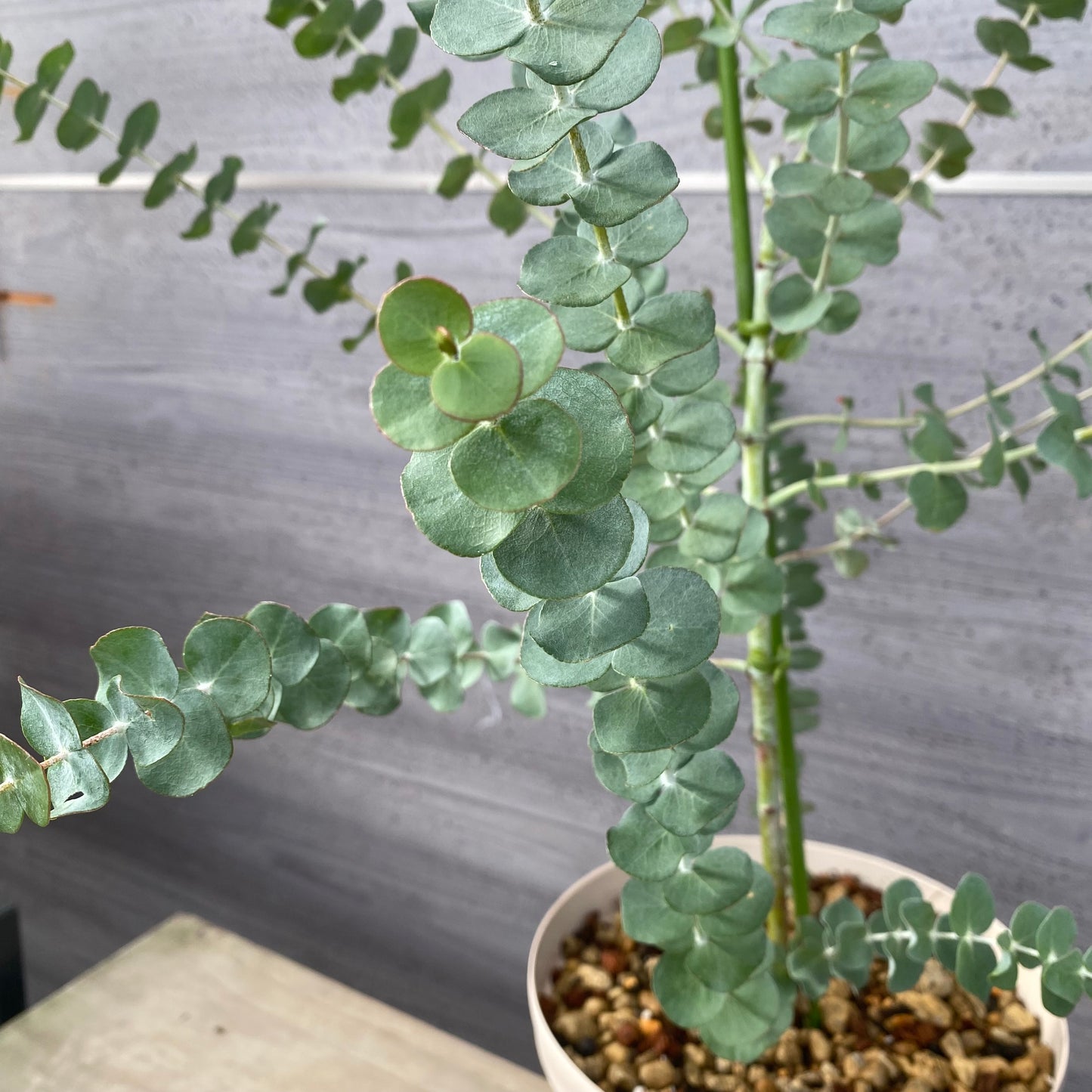 ユーカリ　銀世界　６号スリット鉢/オリジナル色