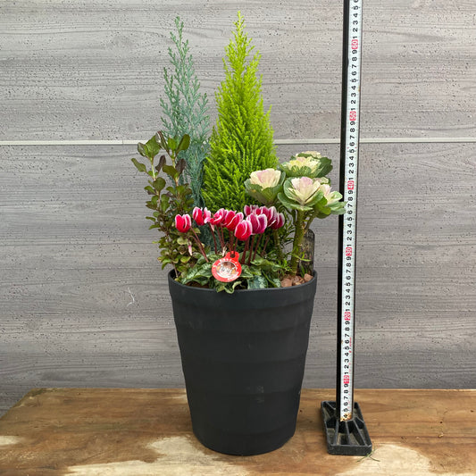 市場仕入れ即売会　No.25092　寄せ植え　8号鉢