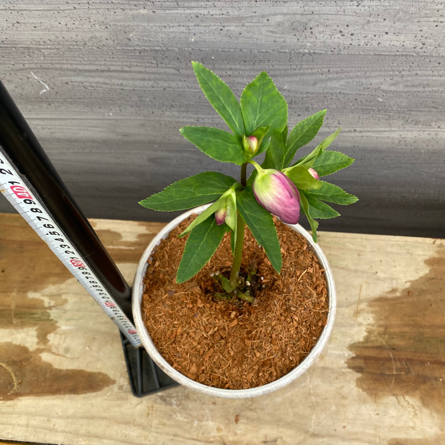 No.12013　クリスマスローズ　ホワイトゴールドプラ鉢