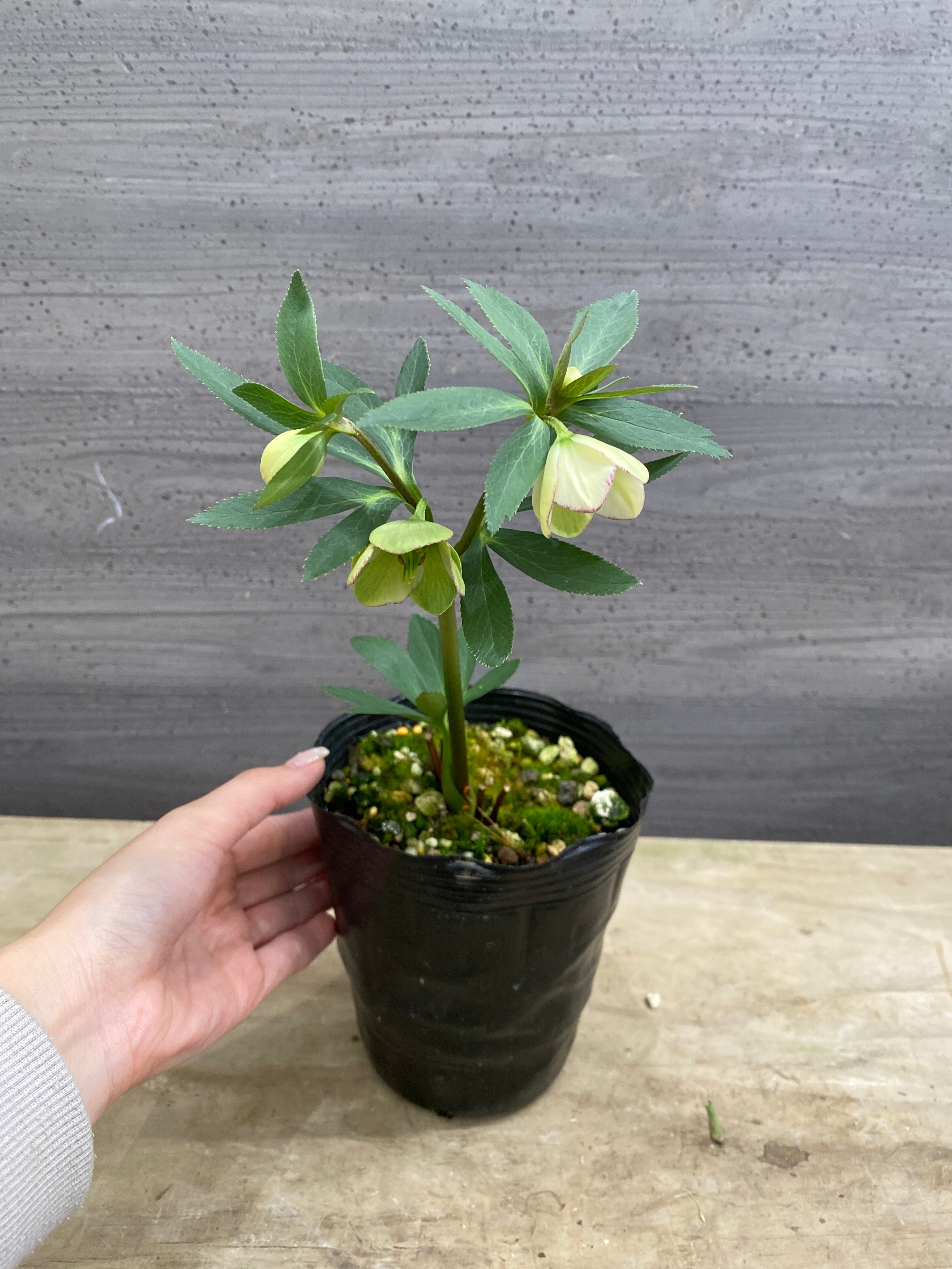 M079 クリスマスローズ 一重咲き 4号苗ポット – 植物家族