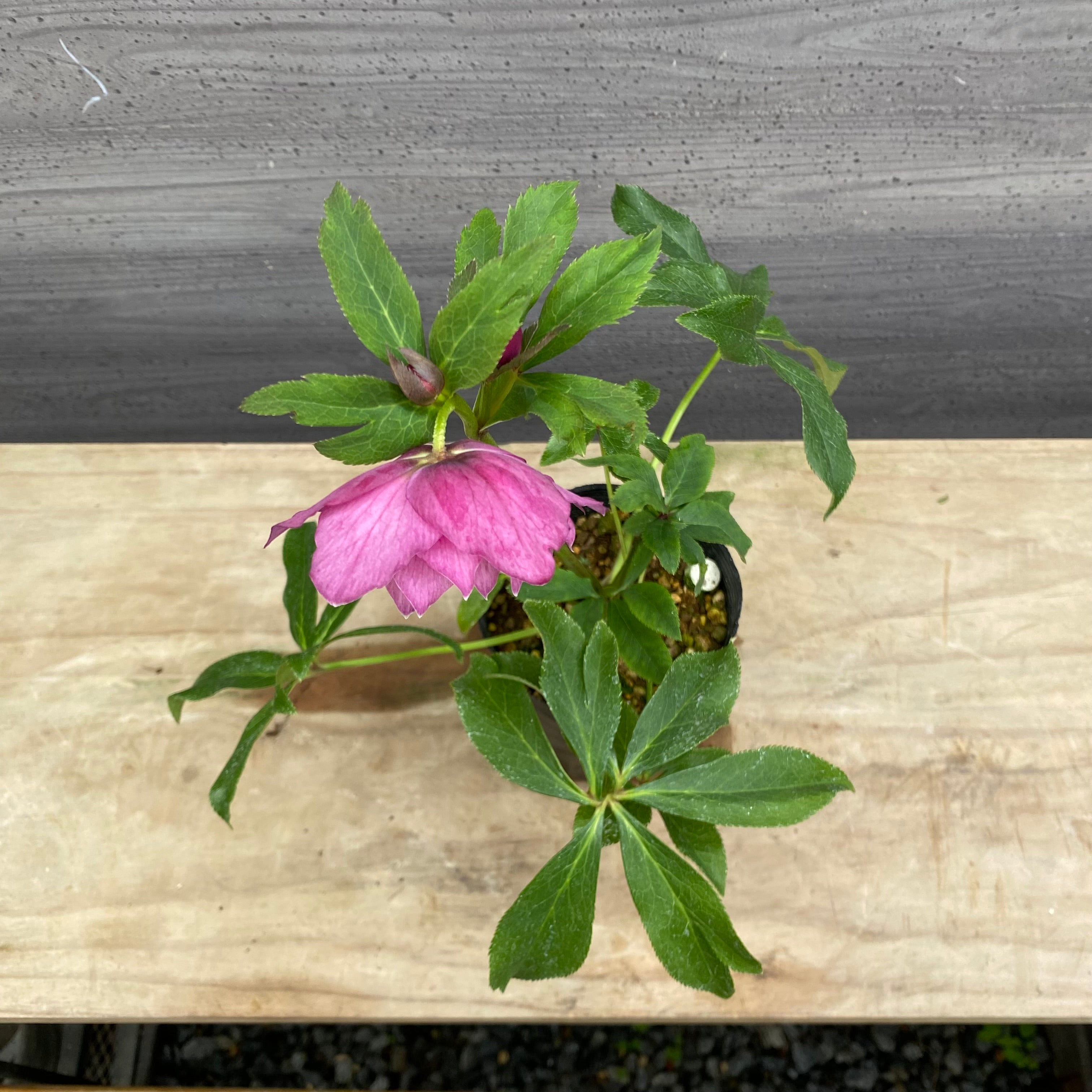 即売会 No.27094 クリスマスローズ ダブル咲き 3.5号苗ポット – 植物家族