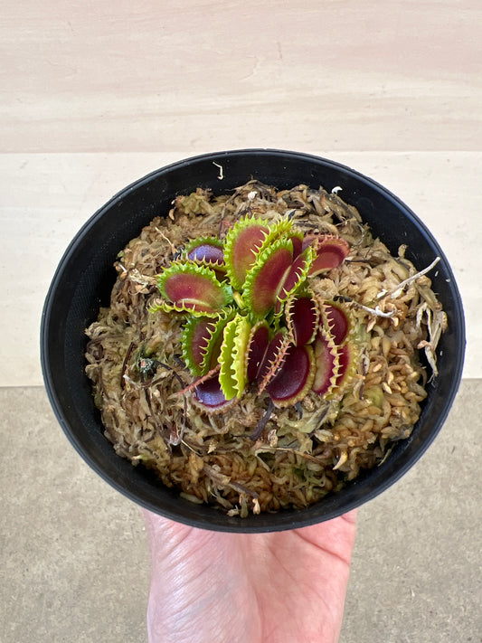 No.17039　食虫植物　ハエトリソウ（選抜品）　3号鉢