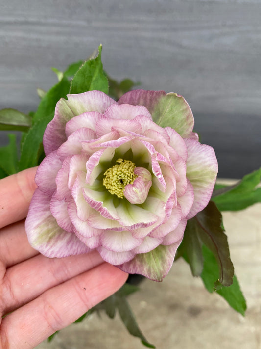 No.05110　横山園芸★クリスマスローズ　プリマドレス　5号苗ポット