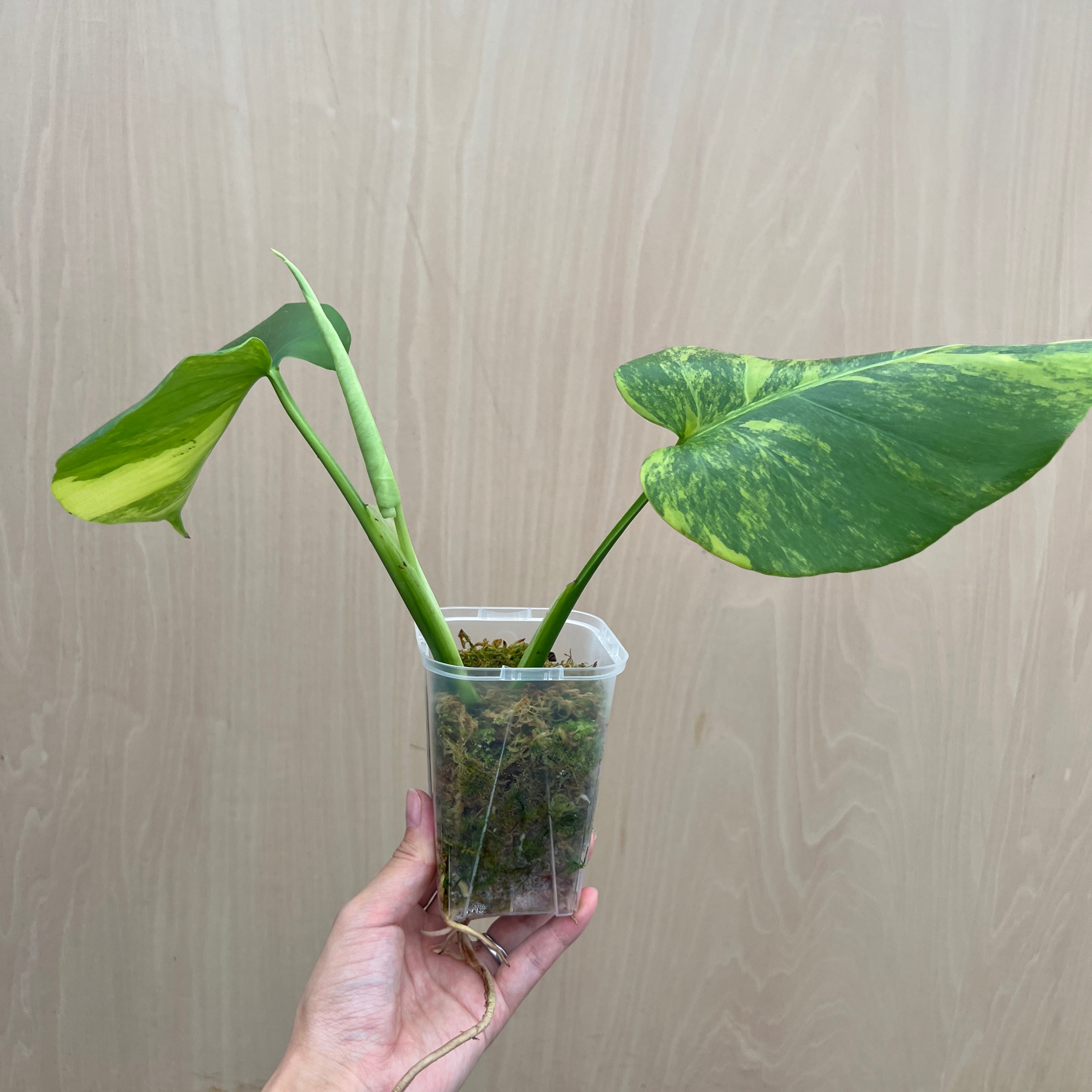 モンステラ　オーレア　まとめ売り　大量 No.21073 モンステラ オーレア 茎挿し – 植物家族
