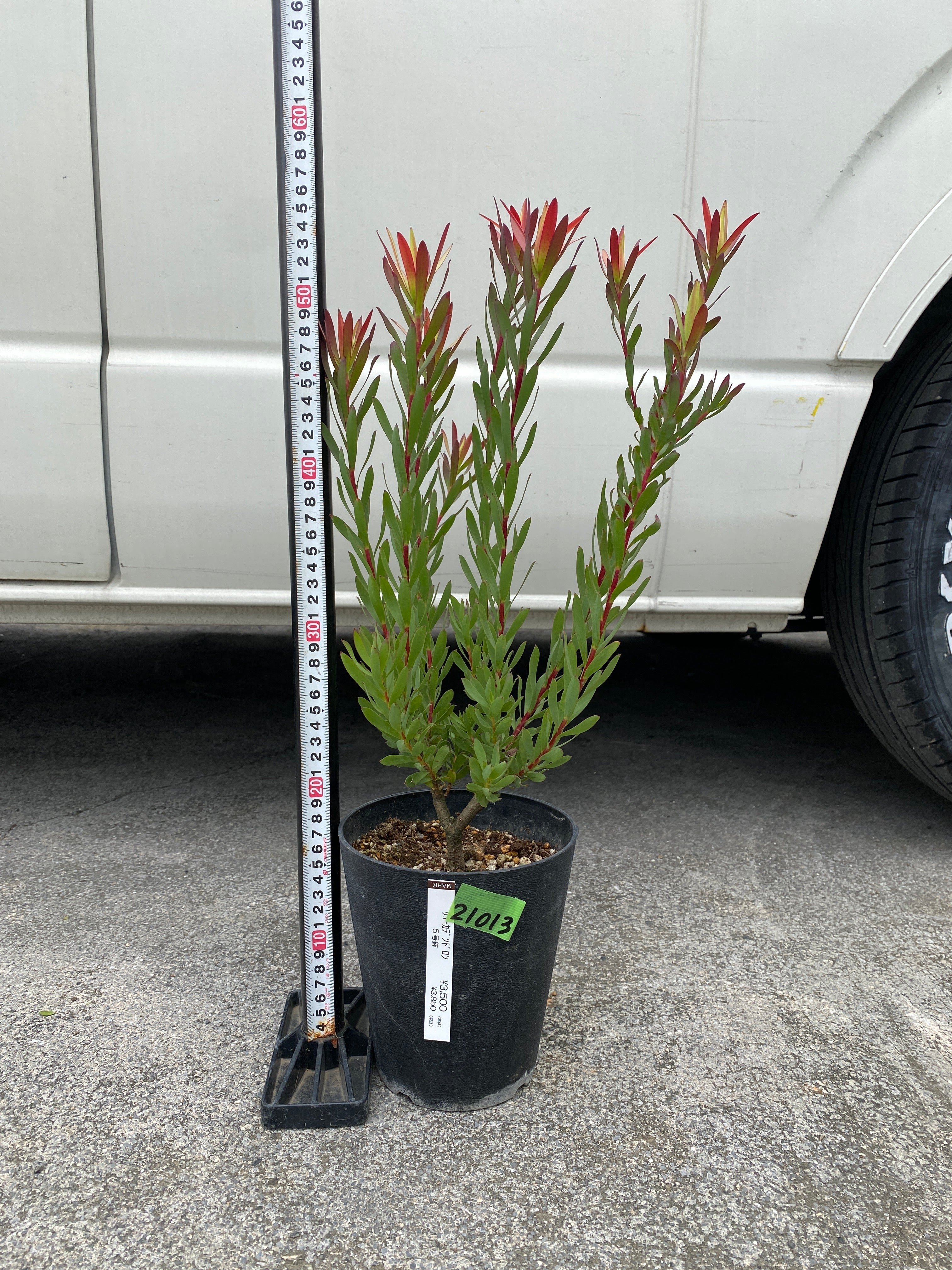 Pickup 全ての商品 – 植物家族