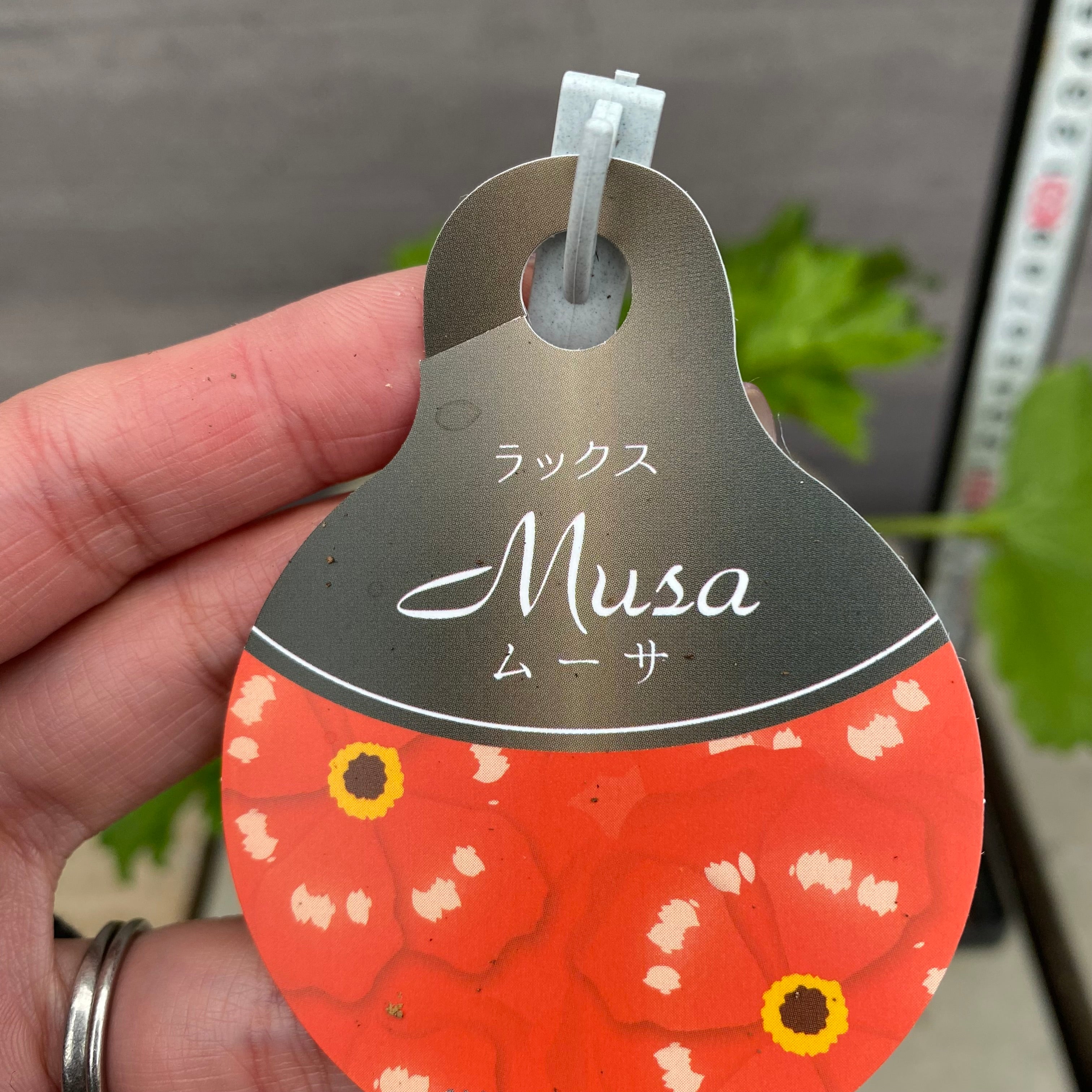 ラナンキュラス ラックス ムーサ 6号オリジナルベージュポット – 植物家族