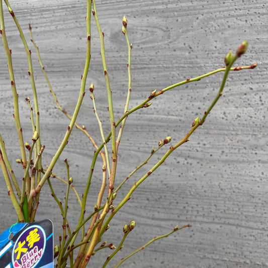 ブルーベリー（ラビットアイ系）2種混合植え　5号鉢