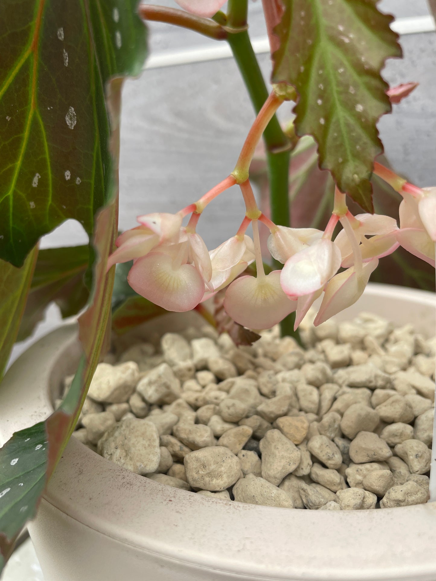 花郷園★木立性ベゴニア　マーガレットデコラ　6号ポット植替え済み