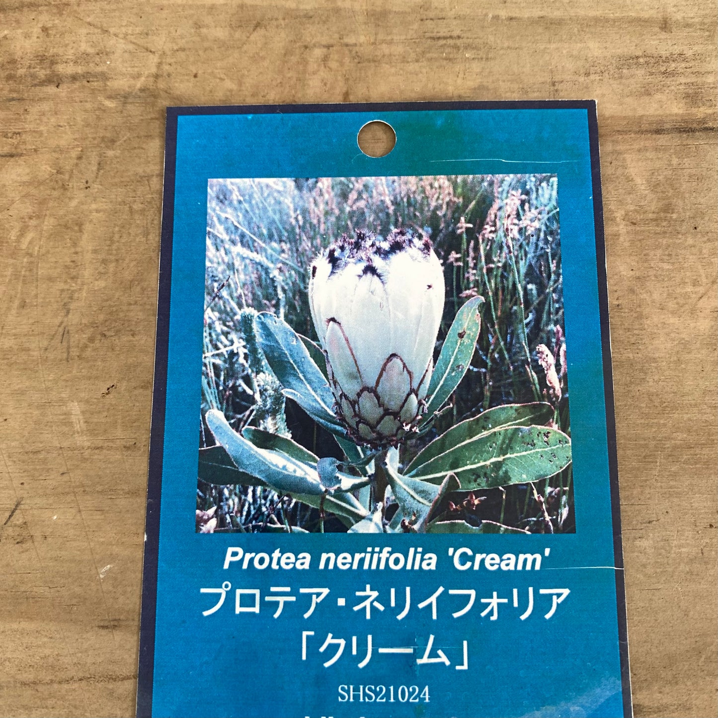 プロテア　ネリイフォリア「クリーム」　5号　スリット鉢/オリジナル色