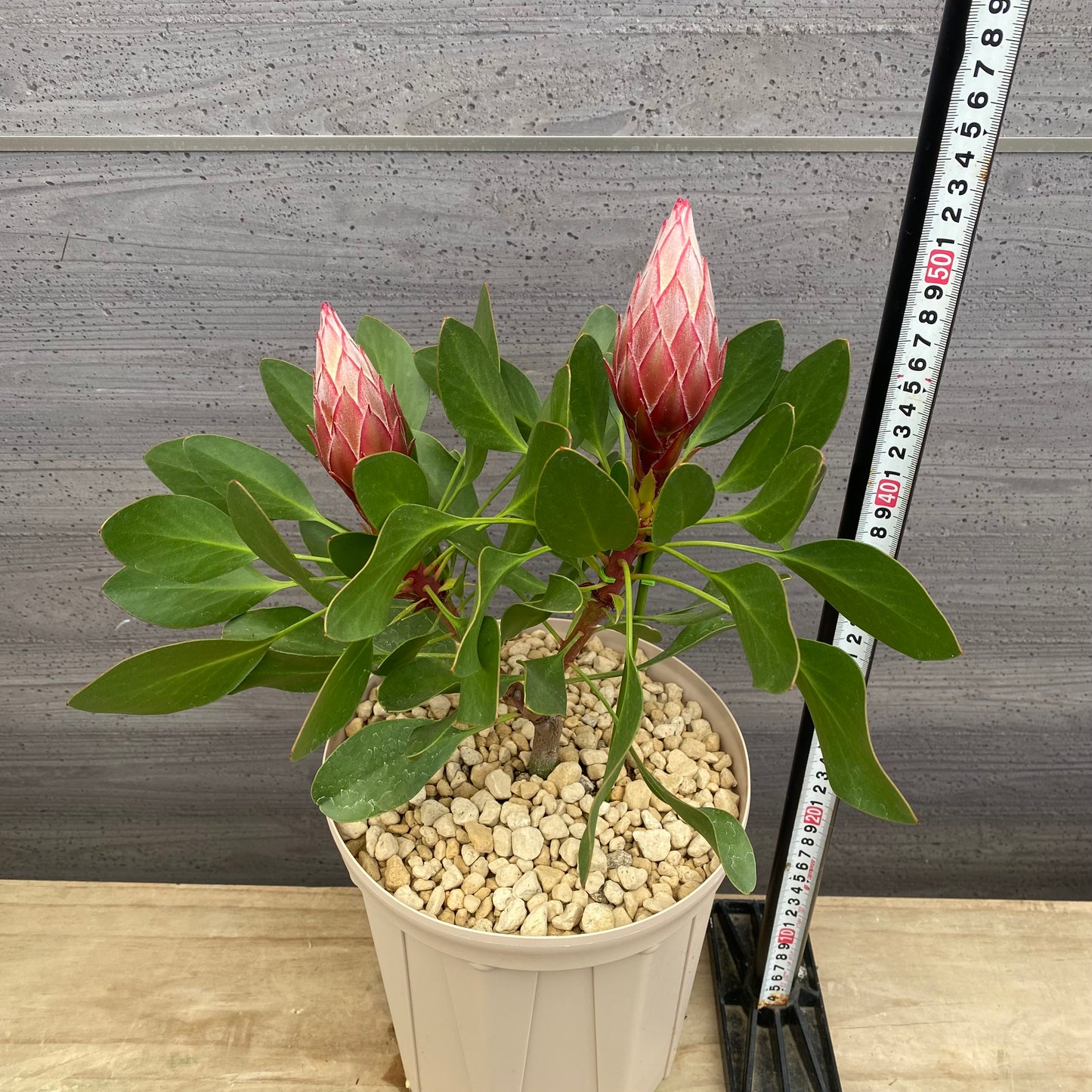 キングプロテア　リトルプリンス　７号スリット鉢/オリジナル色