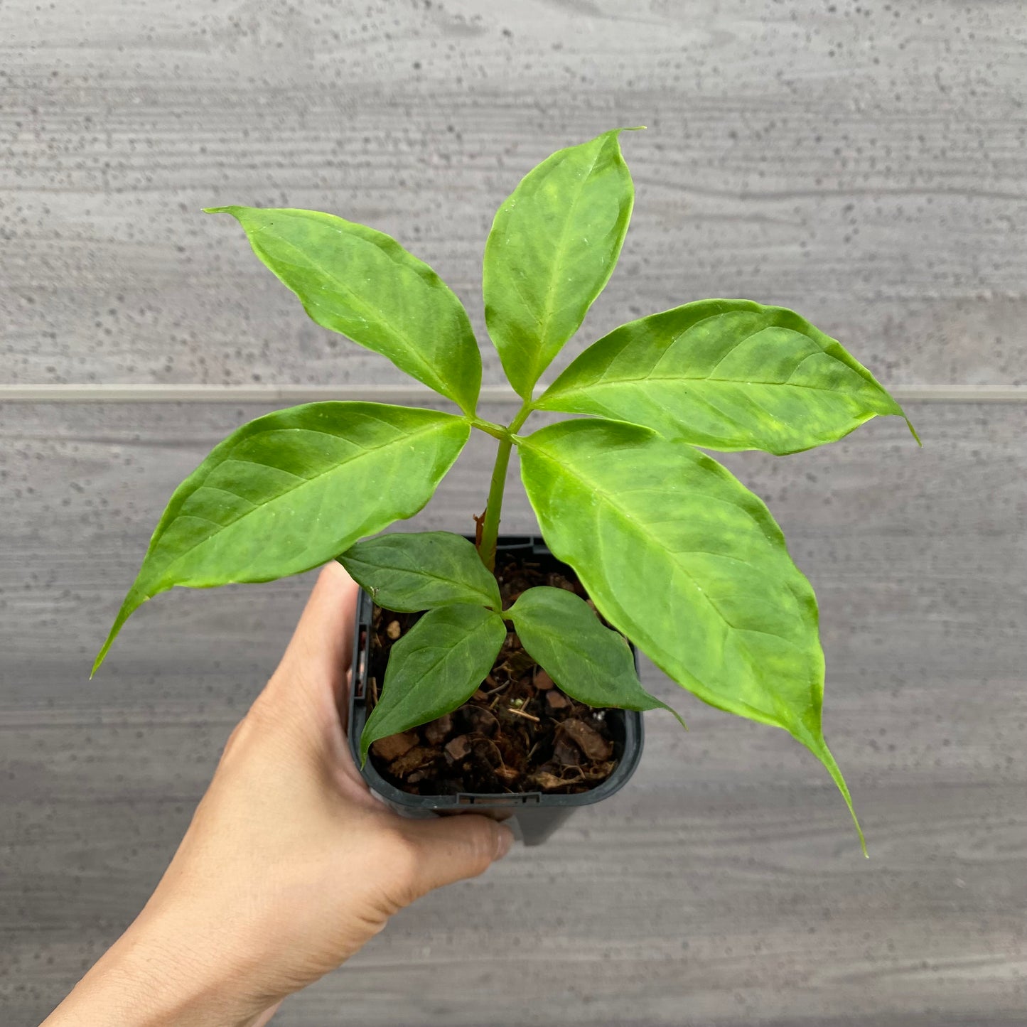 urbanjungle商品　アモルフォファルス　ティタヌン　ショクダイオオコンニャク　3号鉢