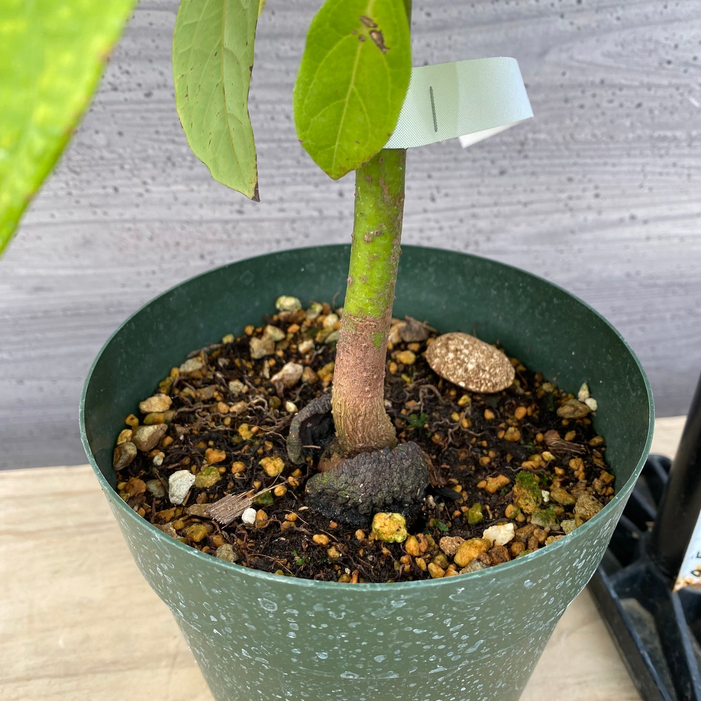 アボカド　ピーターソン　5号鉢　★1本で結実します