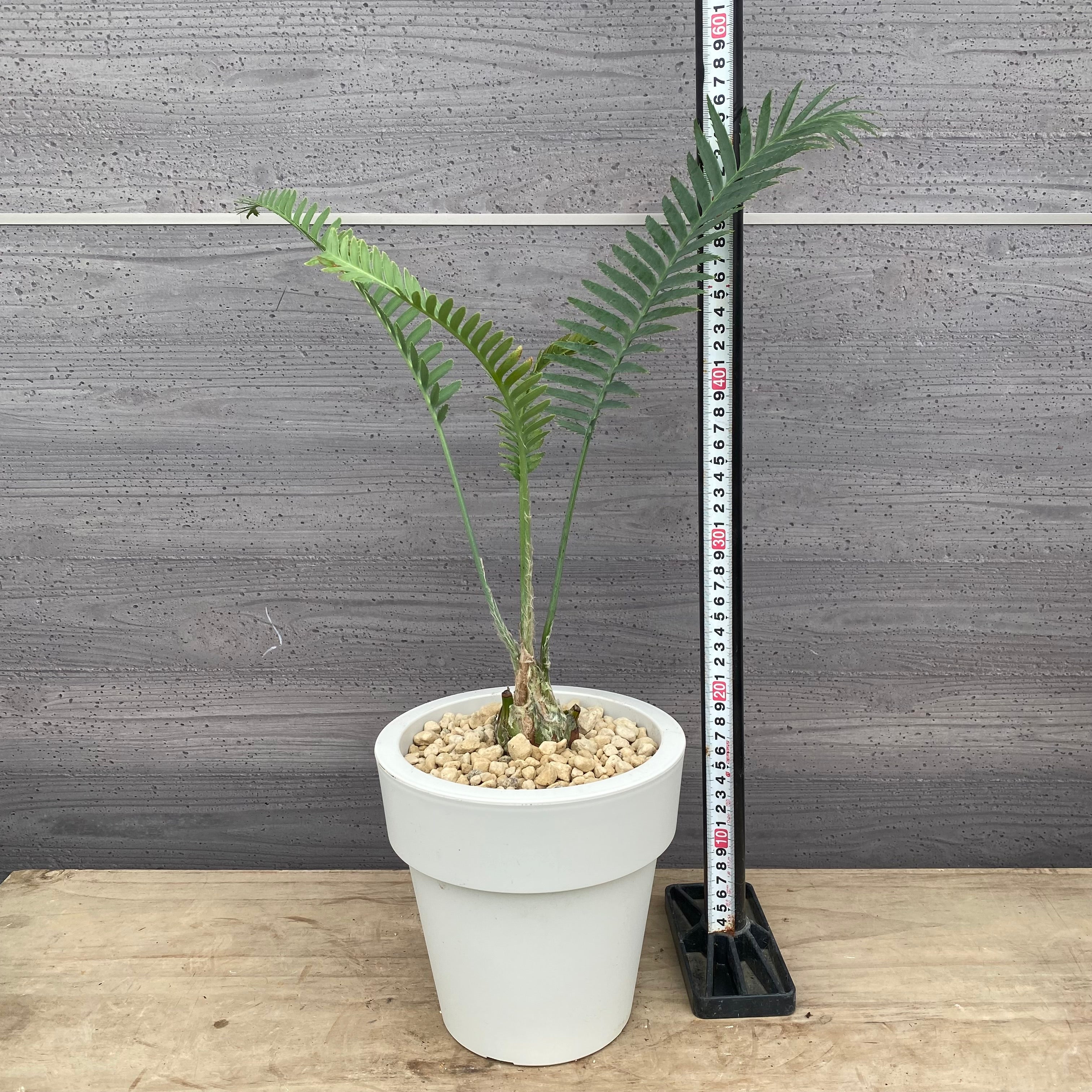 Pickup 全ての商品 – 植物家族