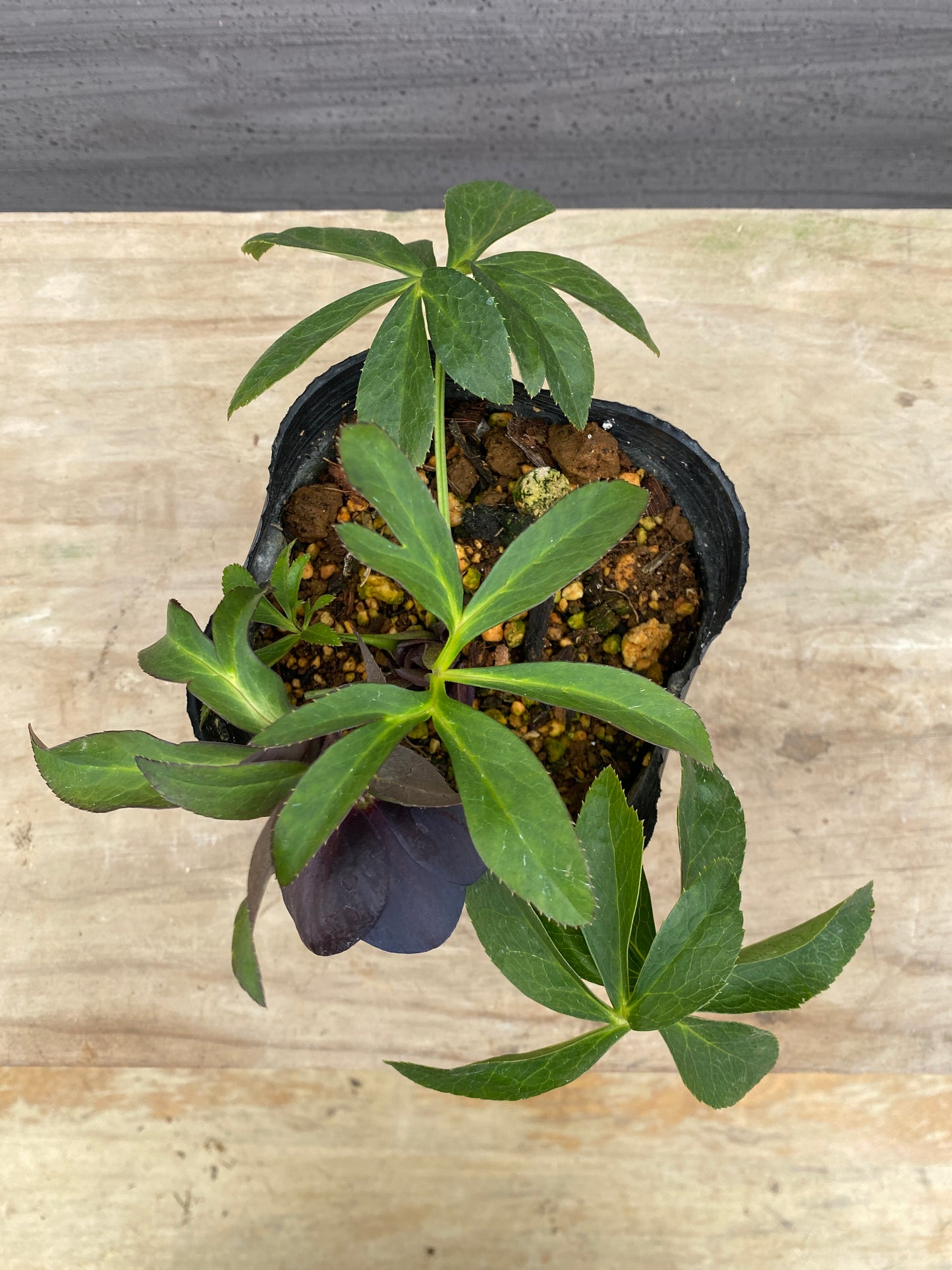 No.05075　横山園芸★クリスマスローズ　シングル咲き　5号苗ポット