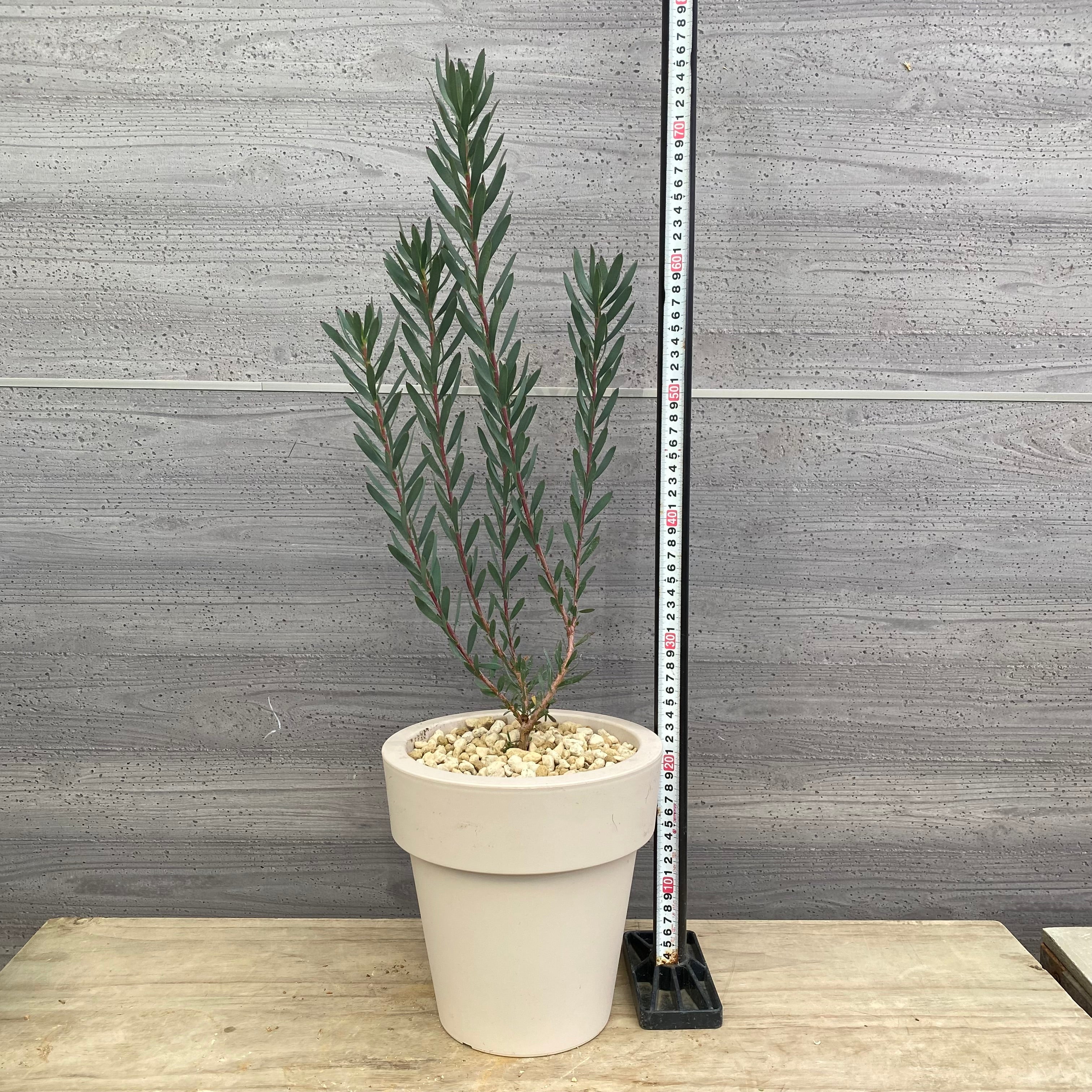 Pickup 全ての商品 – 植物家族