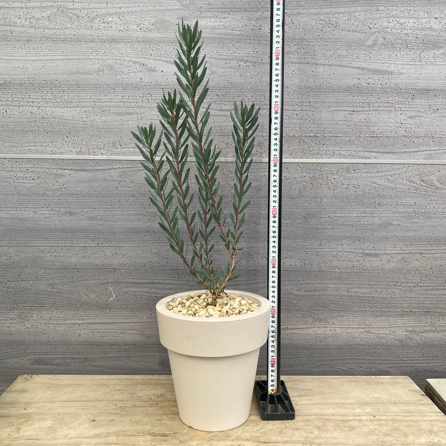 リュウカデンドロン　レッドデビル　オリジナルポット