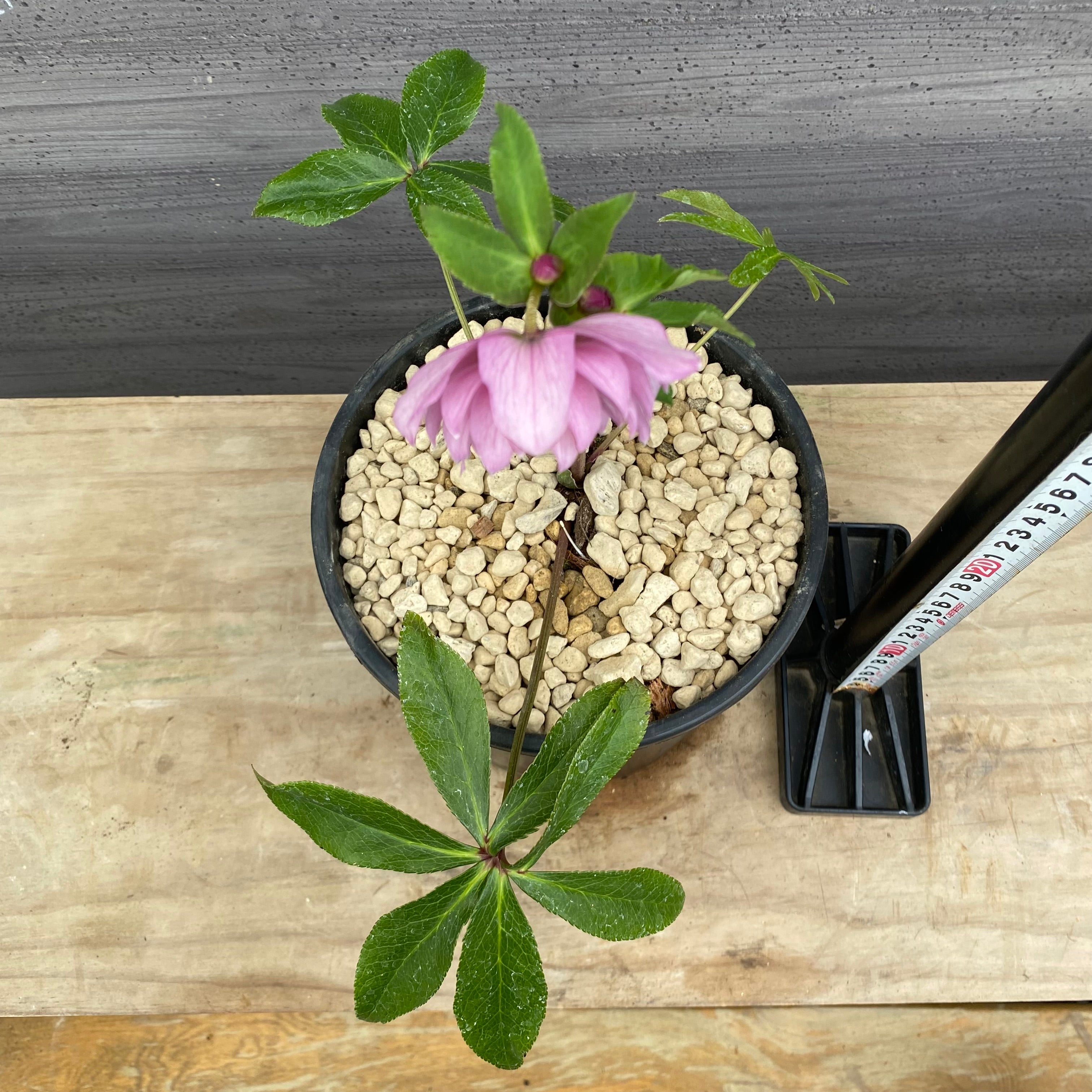 No.22023 クリスマスローズ 6号鉢 – 植物家族