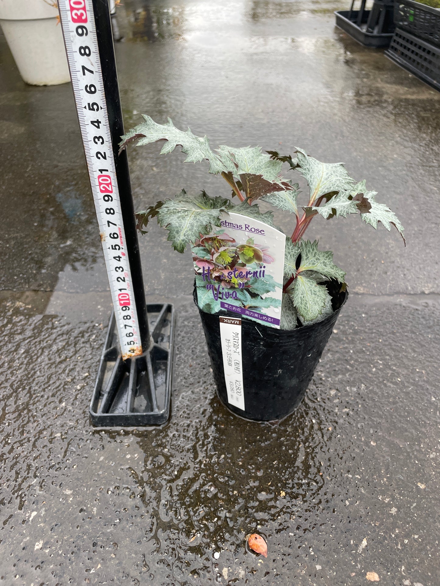 M49　クリスマスローズ　ステルニービバ　3.5号苗ポット