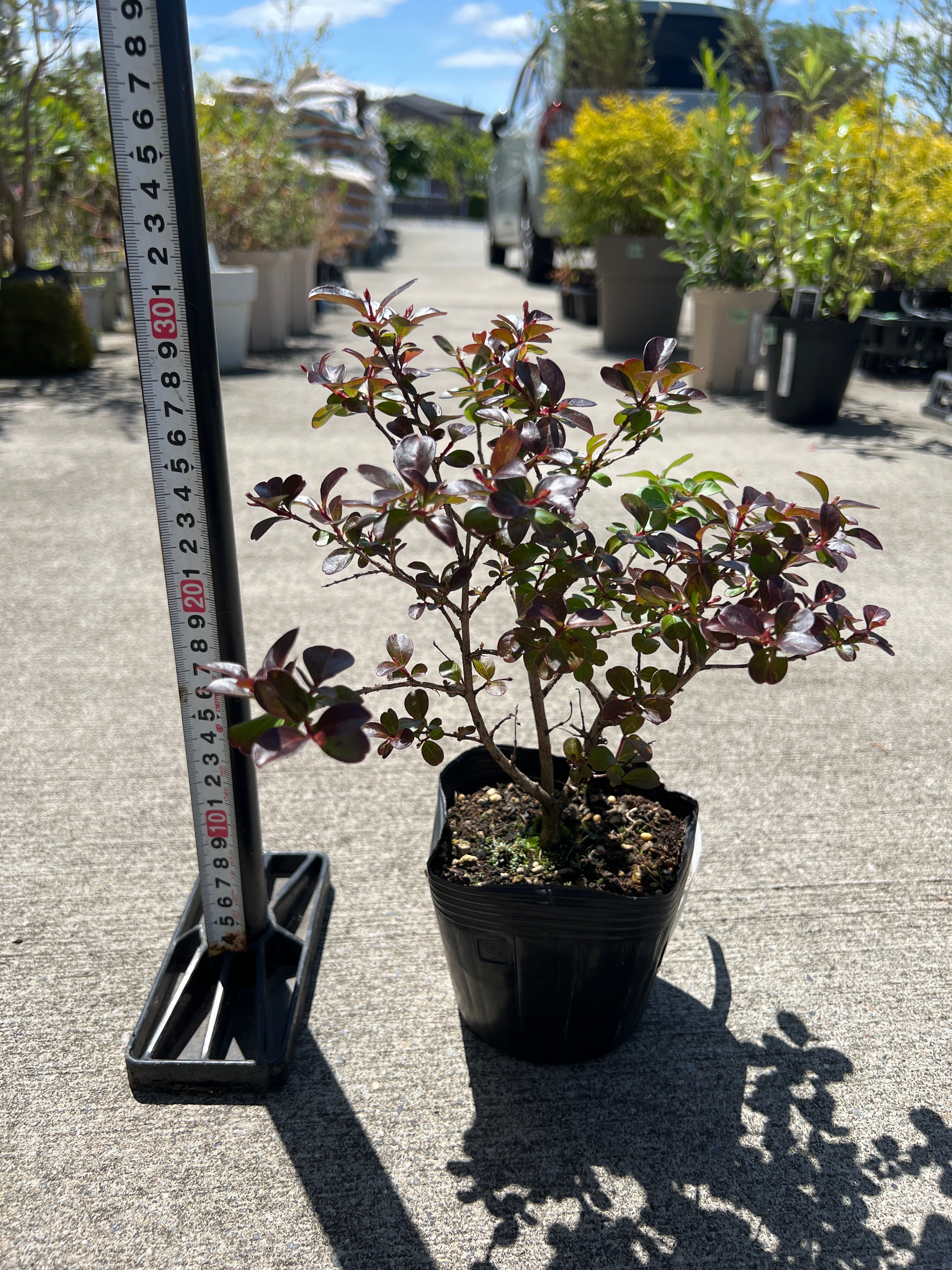 Pickup 全ての商品 – 植物家族