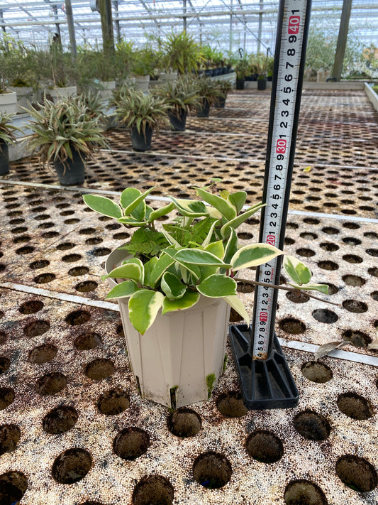 農場創業祭 No.26137 ホヤ 5号スリット鉢/オリジナル色