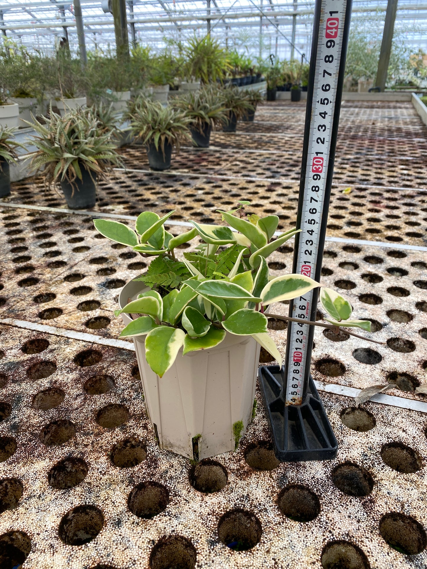 農場創業祭 No.26137　ホヤ　5号スリット鉢/オリジナル色